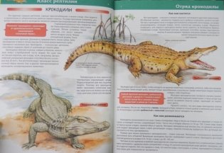 Большая детская энциклопедия животных фото книги 5