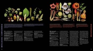 Атлас цветковых растений. 200 ботанических семейств в необычных ракурсах и мельчайших деталях фото книги 3