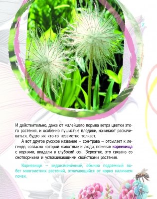 Прострел раскрытый. Растение года Беларуси фото книги 5