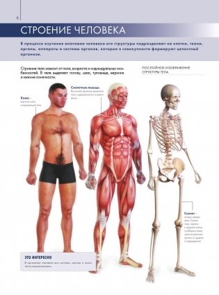 Анатомия человека. Большой популярный атлас фото книги 5