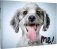 Rescue Me!: Dog Adoption Portraits and Stories from New York City фото книги маленькое 2