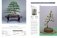 Bonsai master class фото книги маленькое 13