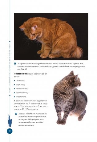 Здоровье вашей кошки фото книги 10