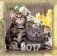Календарь на 2017 год "Котята", настольный, 12 листов фото книги маленькое 2