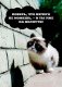 Grumpy Cat. Правила жизни самой сердитой кошки в мире фото книги маленькое 11