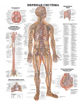 Анатомия человека: болезни и нарушения фото книги 5