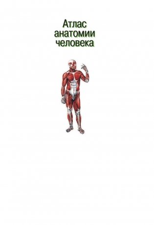 Атлас анатомии человека фото книги 3