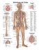 Анатомия человека: болезни и нарушения фото книги маленькое 6