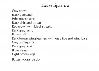 Creative Haven Glorious Songbirds Coloring Book фото книги 5