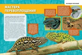 Большая энциклопедия рептилий фото книги 5