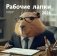 Рабочие лапки. Календарь настенный на 2026 год фото книги маленькое 2