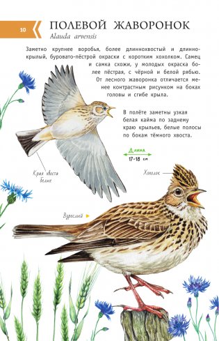 Певчие птицы. Средняя полоса европейской части России. Определитель с голосами птиц фото книги 11