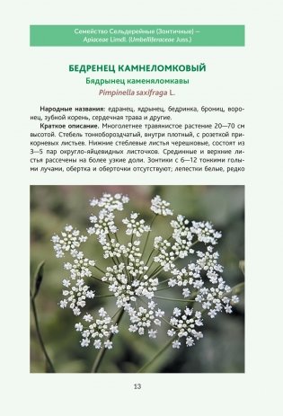 Пряно-ароматические растения природной флоры Беларуси фото книги 2