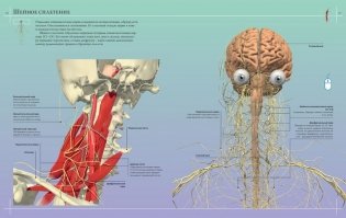Анатомия человека 360°. Иллюстрированный атлас фото книги 7