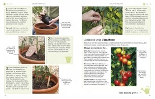 A Little Course in Growing Veg & Fruit фото книги 3