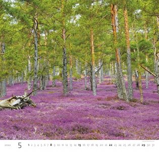 Forest (Лес). Календарь настенный на 2022 год фото книги 7