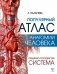 Популярный атлас анатомии человека. Сердечно-сосудистая система фото книги маленькое 2