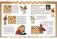 Приключения в шахматном королевстве. Шахматы. Тактики и стратегии (количество томов: 2) фото книги маленькое 6