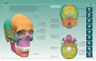 Анатомия человека 360°. Иллюстрированный атлас фото книги 5