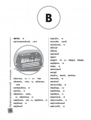 Универсальный словарь школьника. 1-4 классы фото книги 11