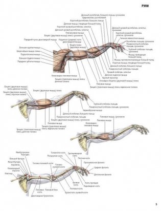 Анатомия силовых упражнений для мужчин и женщин фото книги 4