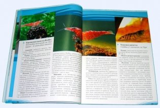 Креветки и раки в аквариуме фото книги 4