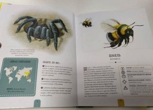 Насекомые. Энциклопедия, которая становится экзотической коллекцией насекомых фото книги 5