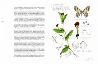 Бабочки. Основы систематики, среда обитания, жизненный цикл и магия совершенства фото книги 9