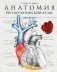 Анатомия: русско-латинский атлас-раскраска фото книги маленькое 2