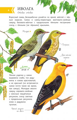 Певчие птицы. Средняя полоса европейской части России. Определитель с голосами птиц фото книги 9