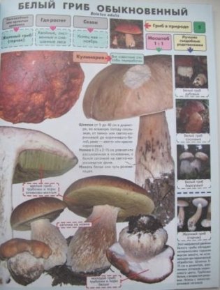 Самые распространенные съедобные грибы. Справочник-определитель начинающего грибника фото книги 3