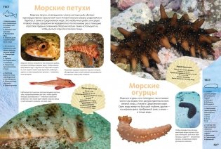 Животные морей и океанов. Большая школьная энциклопедия фото книги 7