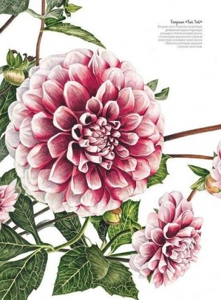 Основы ботанической живописи акварелью. Практические рекомендации и пошаговые описания фото книги 4