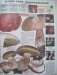 Самые распространенные съедобные грибы. Справочник-определитель начинающего грибника фото книги маленькое 4