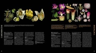 Атлас цветковых растений. 200 ботанических семейств в необычных ракурсах и мельчайших деталях фото книги 5