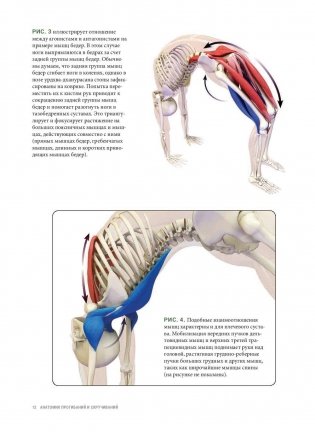 Анатомия прогибаний и скручиваний фото книги 10