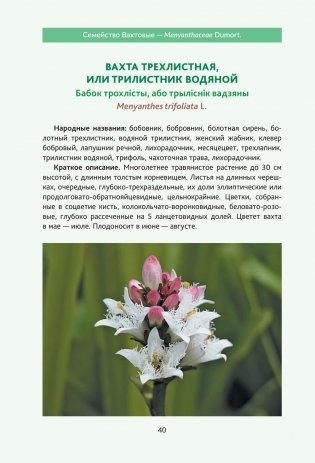 Пряно-ароматические растения природной флоры Беларуси фото книги 5