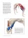 Анатомия прогибаний и скручиваний фото книги маленькое 11