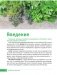 Самая полезная зелень для здоровья от Октябрины Ганичкиной фото книги маленькое 5