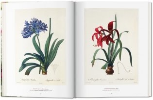 Redoute: The Book of Flowers XL фото книги 3