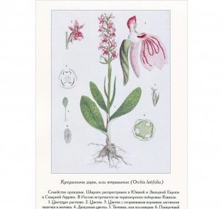 Ботанический атлас Н.П. Животовский фото книги 3