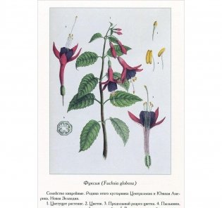 Ботанический атлас Н.П. Животовский фото книги 2