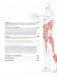 Анатомия фитнеса и силовых упражнений: иллюстрированный справочник по мышцам в действии фото книги маленькое 4