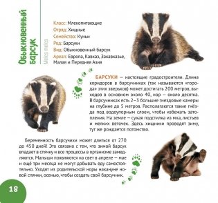 Белорусский лес. Серия «Планета животных» фото книги 5