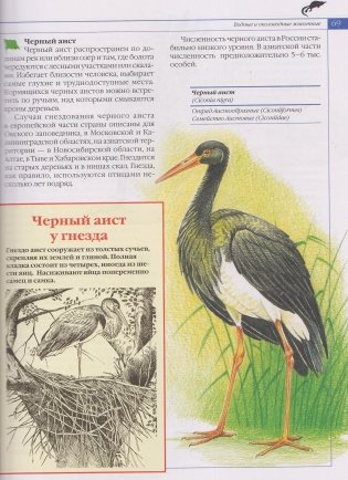Красная книга. Животные России фото книги 4