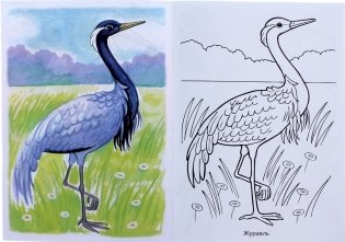 Раскраска "Первые уроки. Перелетные птицы", А5, 8 листов фото книги 3