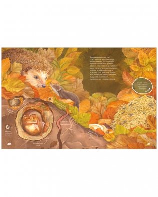 Секреты осеннего леса. Визуальная энциклопедия фото книги 6