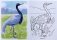 Раскраска "Первые уроки. Перелетные птицы", А5, 8 листов фото книги маленькое 4