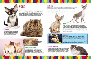 Моя первая книга о кошках и котятах. Детская энциклопедия фото книги 7
