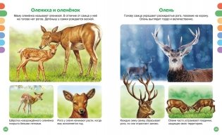 Животные разных стран фото книги 6